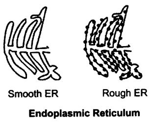 Featured image of post Drawing Of Rough Endoplasmic Reticulum It is found only in eukaryotic cells